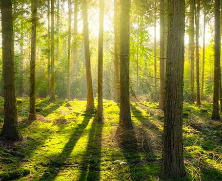 愛的天使-空氣凈化器電商平臺(tái)|一網(wǎng)天行-網(wǎng)站建設(shè)小程序APP系統(tǒng)軟件開發(fā)公司